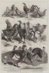 Oiseaux primés à l